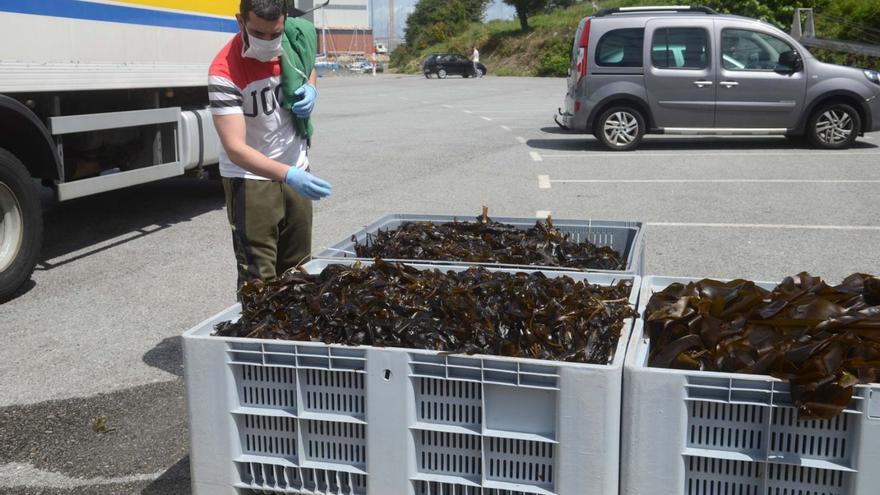 A Illa, el gran referente en extracción de algas de Galicia