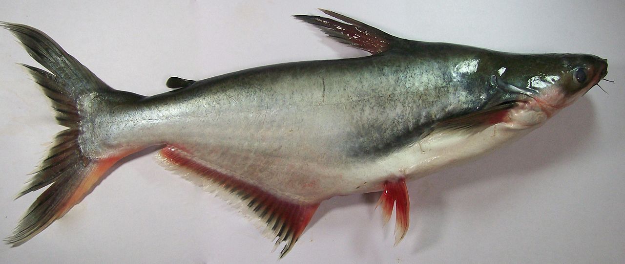 Así es el panga, Pangasianodon hypophthalmus, el pescado más consumido en Europa