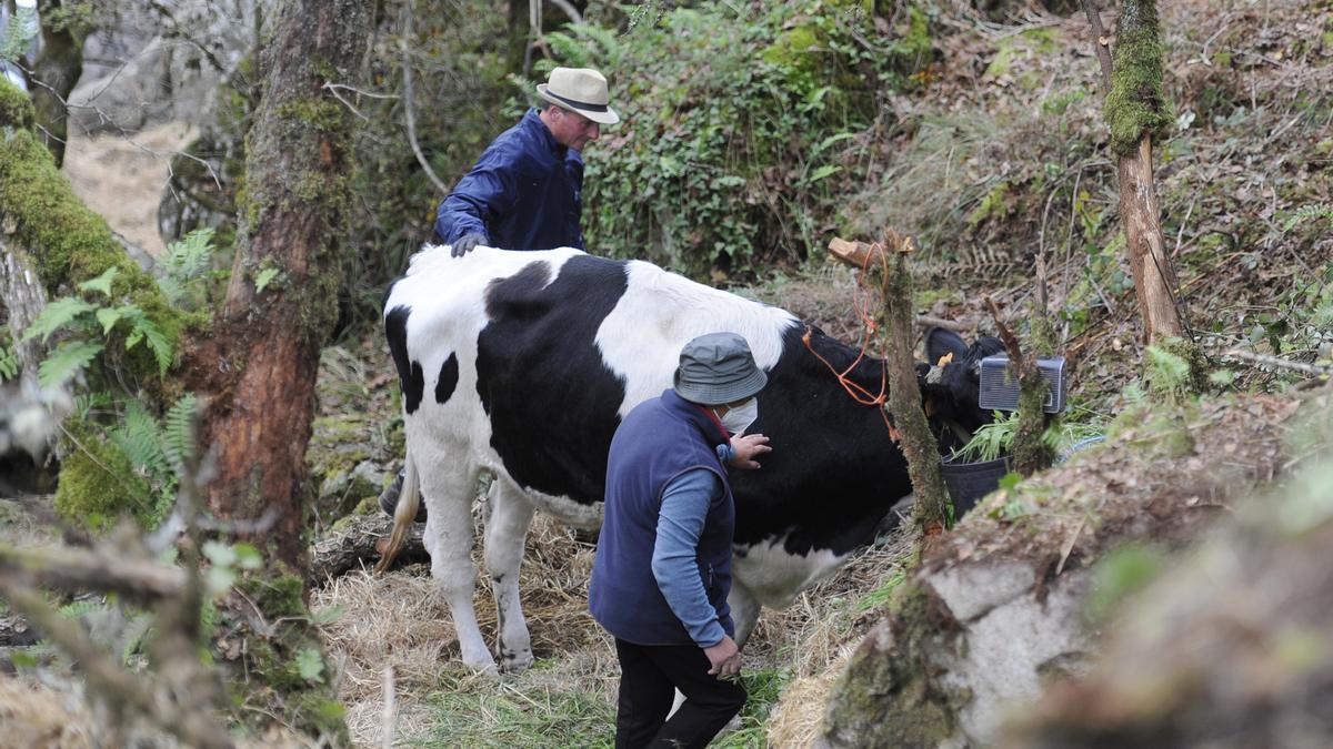 Manuel Vilariño y María Barcala, con la vaca, antes de emprender la subida.