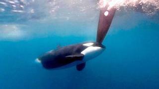 El misterio de las orcas 'gladis': ¿Por qué crecen los choques con veleros en el Estrecho de Gibraltar?