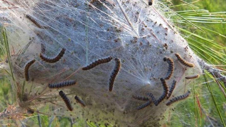 Detecten a Girona menys bosses de processionària als arbres que altres anys