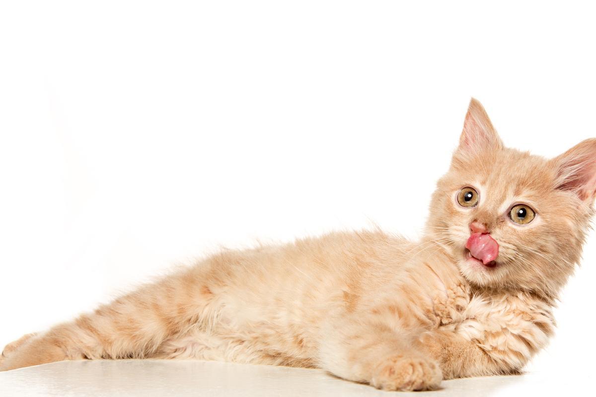 Esta es la cómida húmeda preferida de gatos y dueños que arrasa en ventas