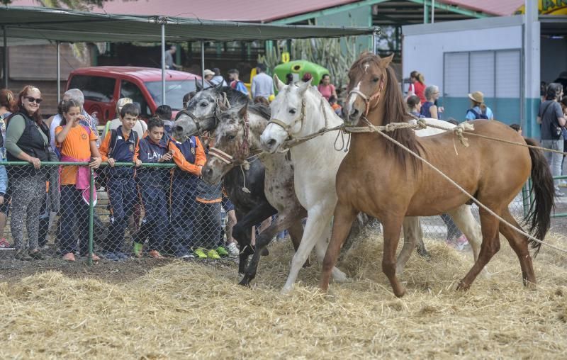 23/05/2018 ARUCAS. La Feria Escolar con más de 1.300 escolares, conocieron  y disfrutaron todo lo que ofrece el sector primario en la .Granja experimental del Cabildo. FOTO: J. PÉREZ CURBELO  | 23/05/2018 | Fotógrafo: José Pérez Curbelo