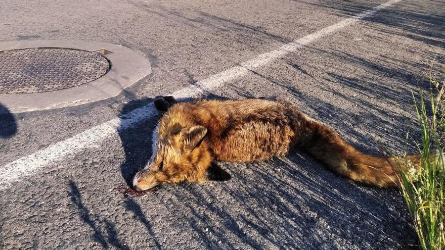 Nuevo atropello de fauna salvaje: arrollan a un zorro en Xàbia