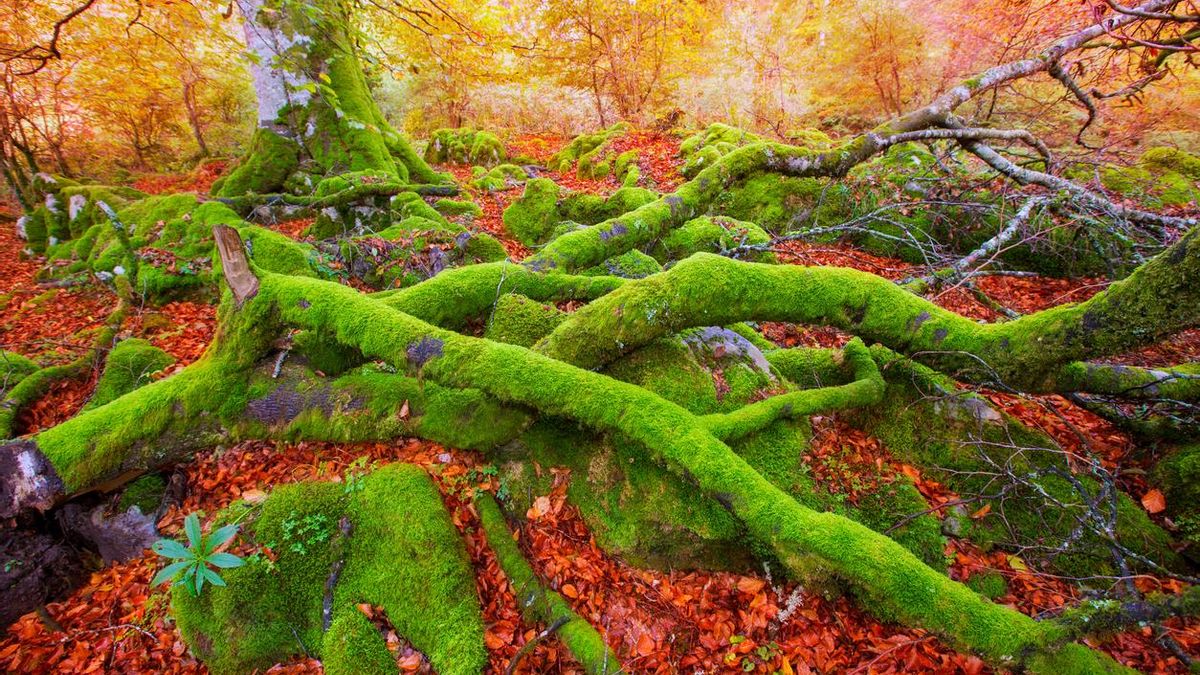 La Selva de Irati, en Navarra, es un imprescindible de Otoño.
