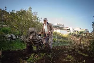 Las Lagunetas (Buenavista del Norte)