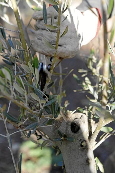 Gartenarchitektin Andi Lechte und Baumexperte Ramón Galmés: Im Februar ist ein Schnitt der "olivos" angesagt. Dies beugt Krankheiten und Schädlingsbefall vor, fördert die Fruchtbildung und erleichtert obendrein die Ernte.