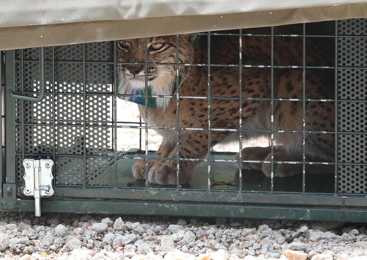 Imagen del lince ibérico liberado.