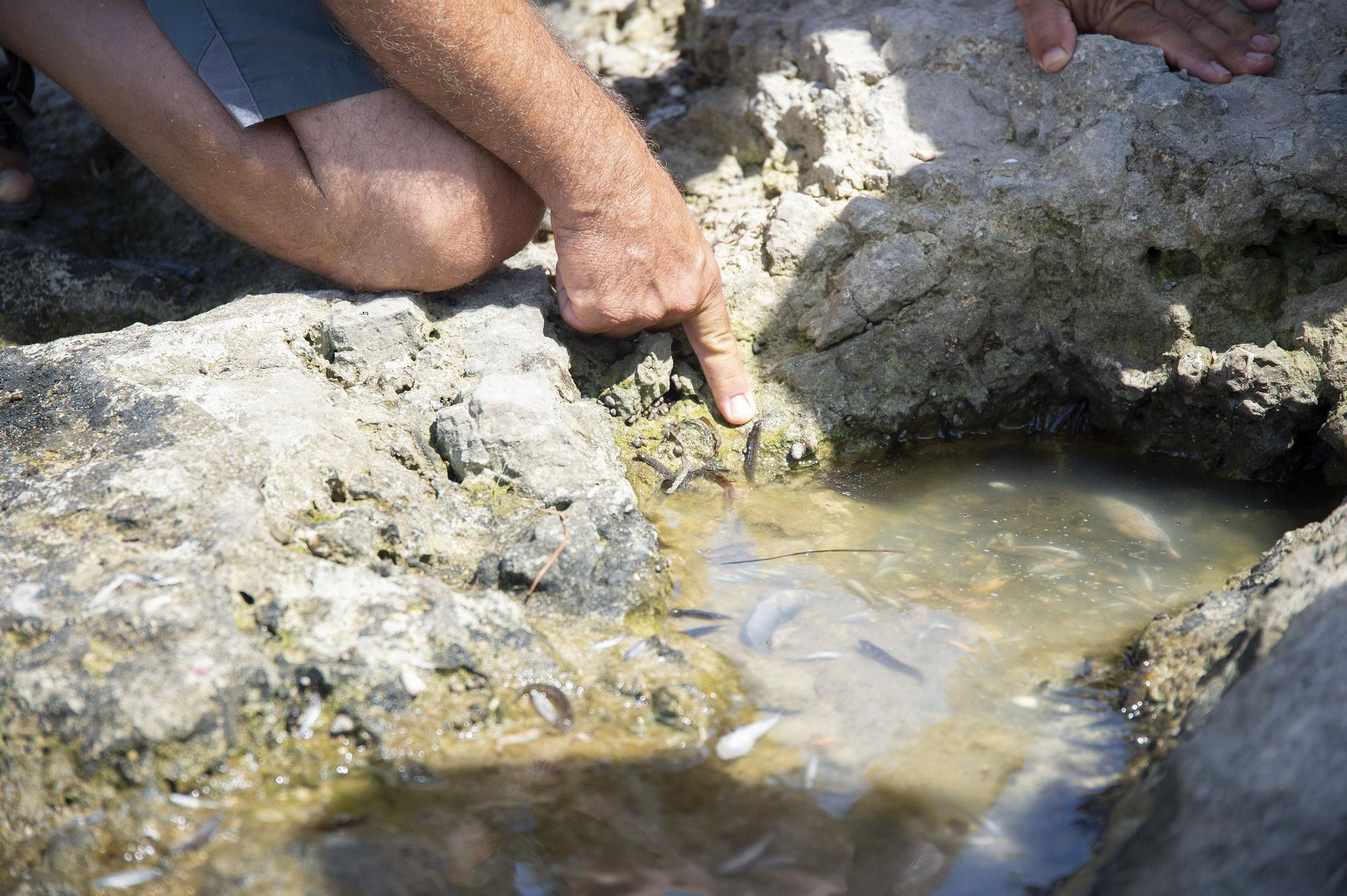 Peces muertos en la playa de la Isla, en La Manga