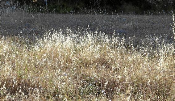 Sommerblumen