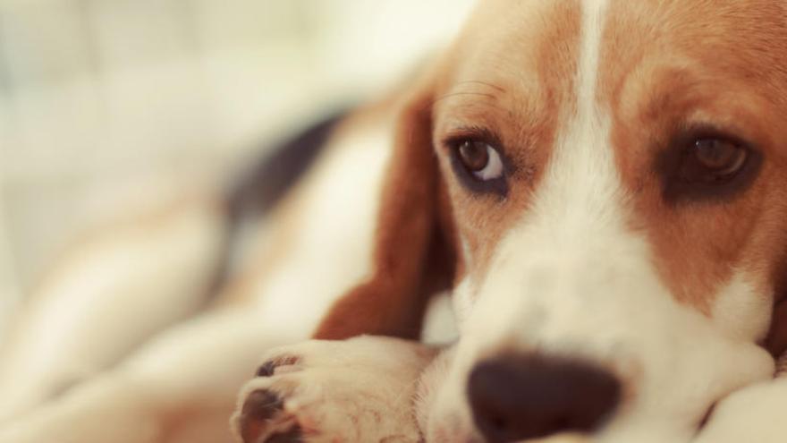 Un perro descansa con la mirada perdida.