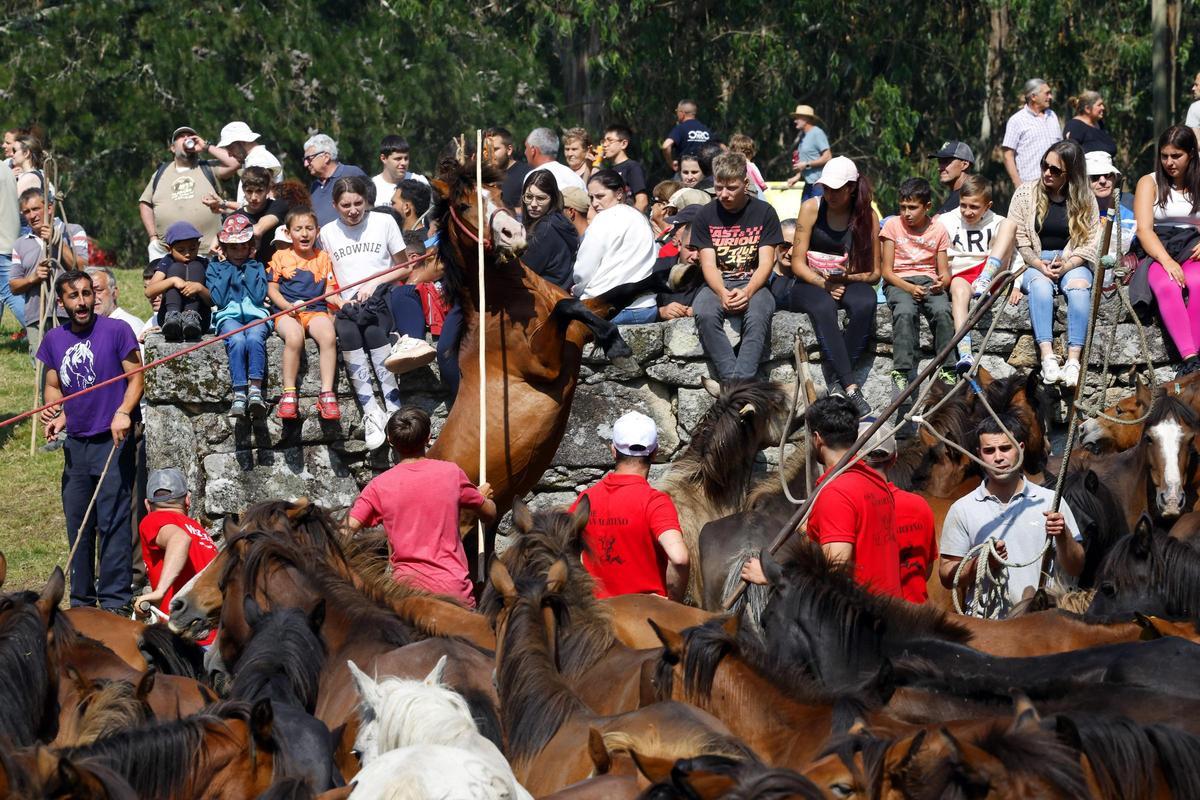 El curro de Mougás reúne a 550 caballos