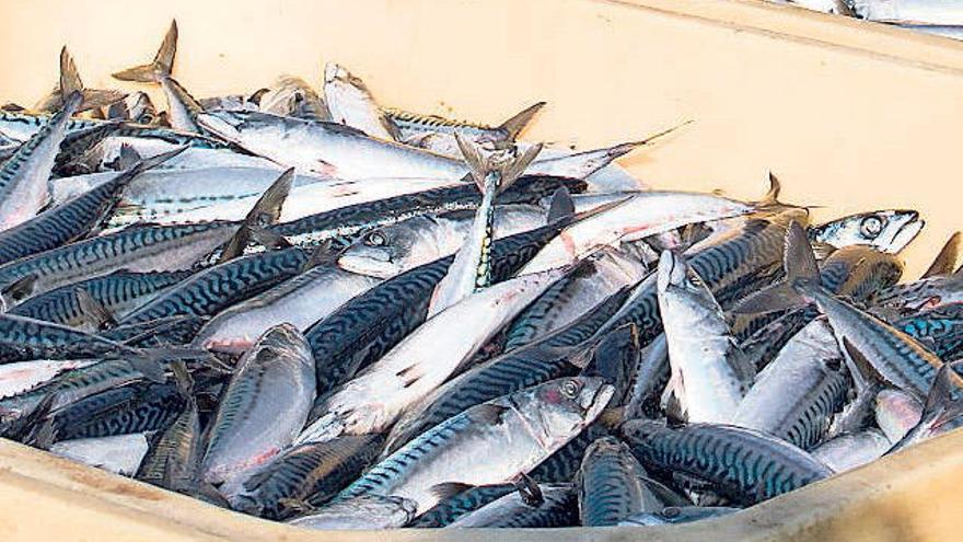 El Gobierno cierra la pesca de caballa para el cerco tras solo 8 días de  actividad - Faro de Vigo