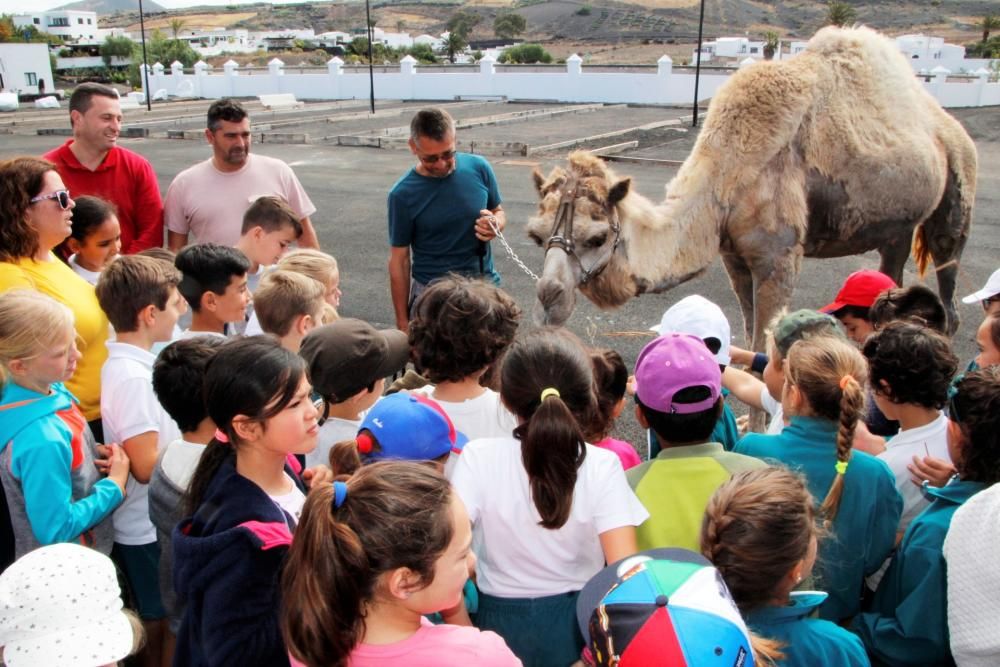Escolares de Yaiza participan en las Jornadas del Camello