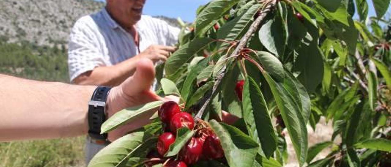 Dos agricultores comprueban los daños registrados por las cerezas.