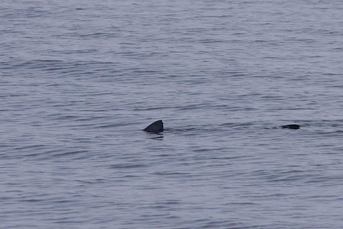 El tiburón avistado esta semana desde el 'Ría de Ferrol'.