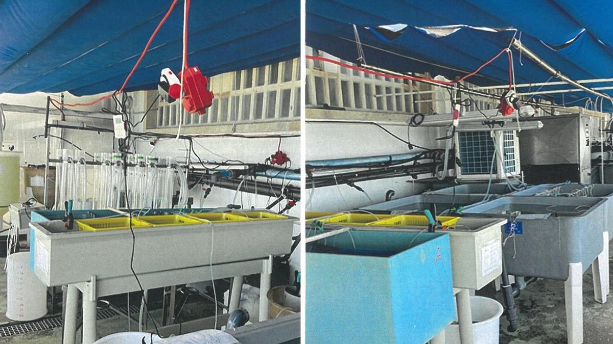 Parte de las instalaciones donde se realizan cultivos, con cableado colgando sobre los tanques