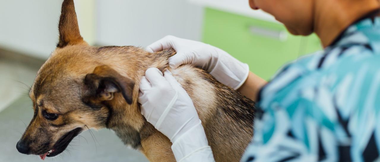 Veterinaria tratando a un perro.