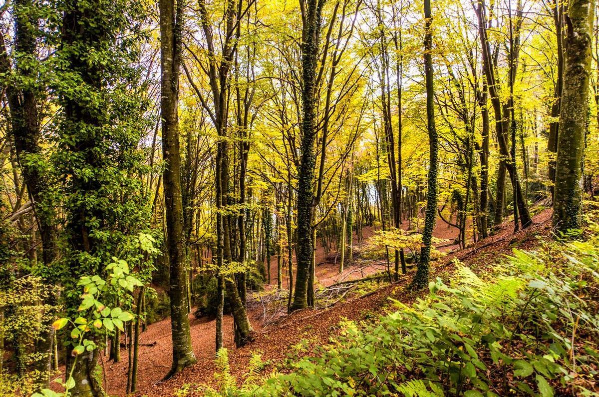 Fageda d'en Jordà, Cataluña