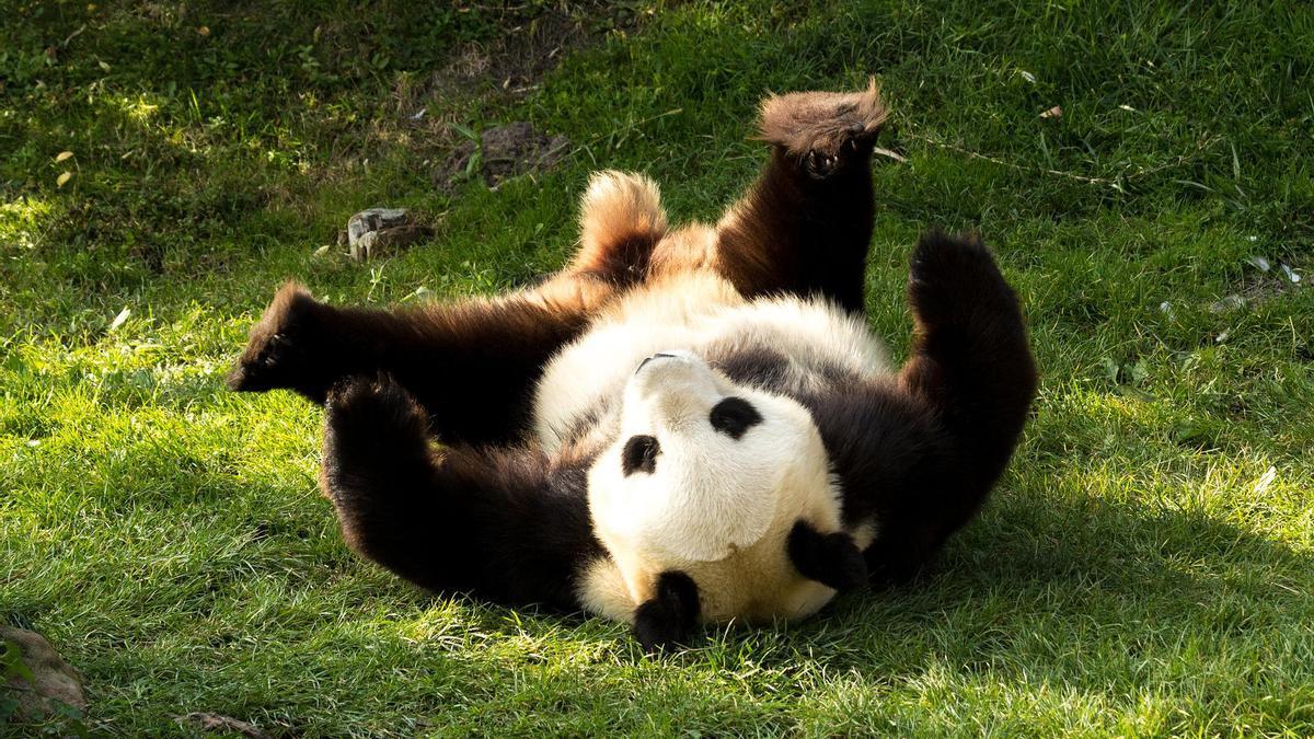 Un ejemplar de oso panda