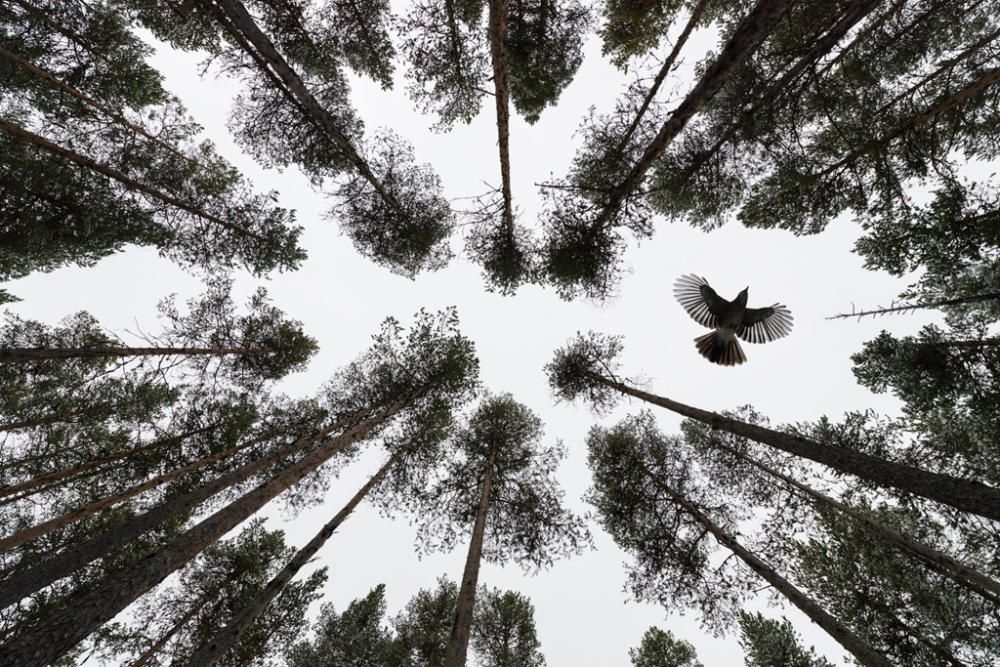 Un ocell s'enlaira en un bosc de Suècia