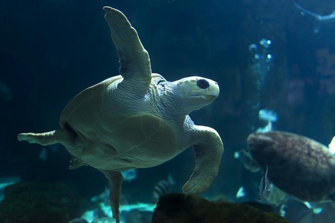 BIOPARC Acuario de Gijón