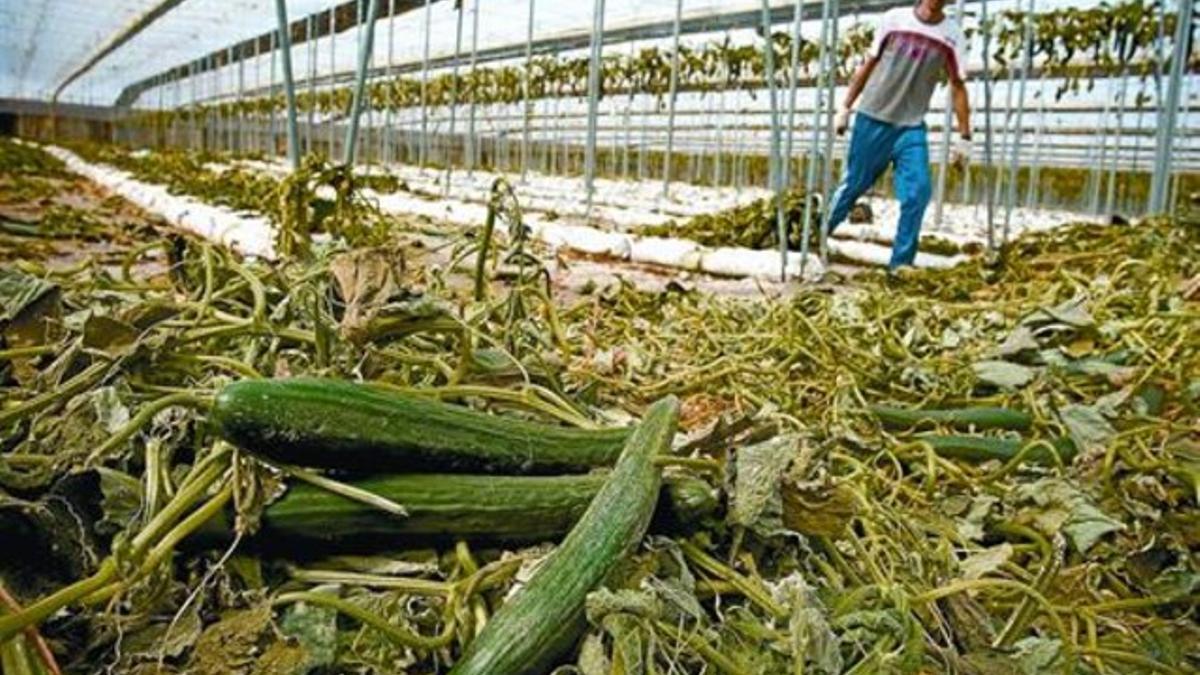 Un trabajador arranca plantas de pepino en Almería ante la caída de las ventas.