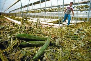 Alemania exculpa al pepino español de la infección mortal