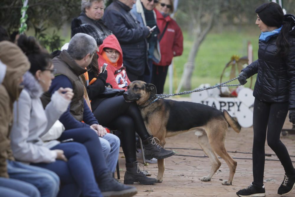 Wer rettet einen Hund aus Son Reus vor dem Tod?