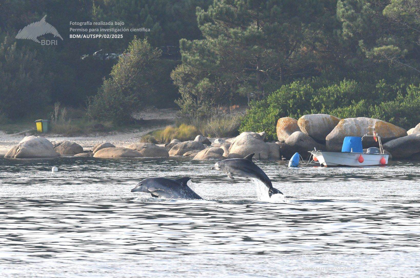 Biólogos, doctores y estudiantes del BDRI hacen un estrecho seguimiento de los mamíferos marinos en las rías de Vigo, Pontevedra y Arousa.