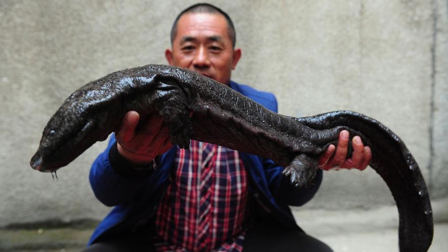 Hallan 4 nuevos ejemplares de salamandra gigante china, al borde de la extinción
