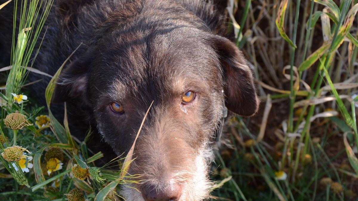 Viele Menschen wünschen sich einen Hund als Begleiter.