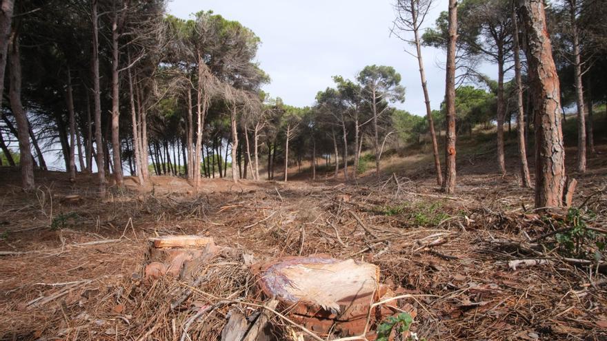 Los ecologistas defienden la tala de árboles enfermos en la pinada de Guardamar para salvaguardar el entorno