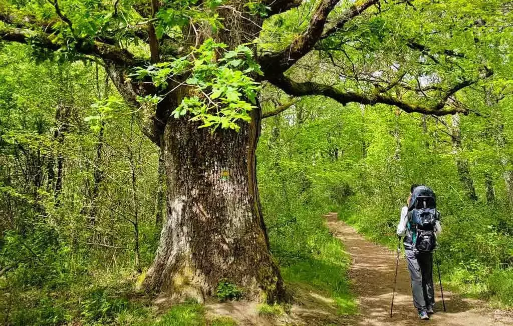 La Ruta de los Robles Singulares: un paseo entre historia y naturaleza