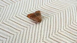 Adiós a las polillas: este es el truco para que se vayan sin químicos ni insecticidas