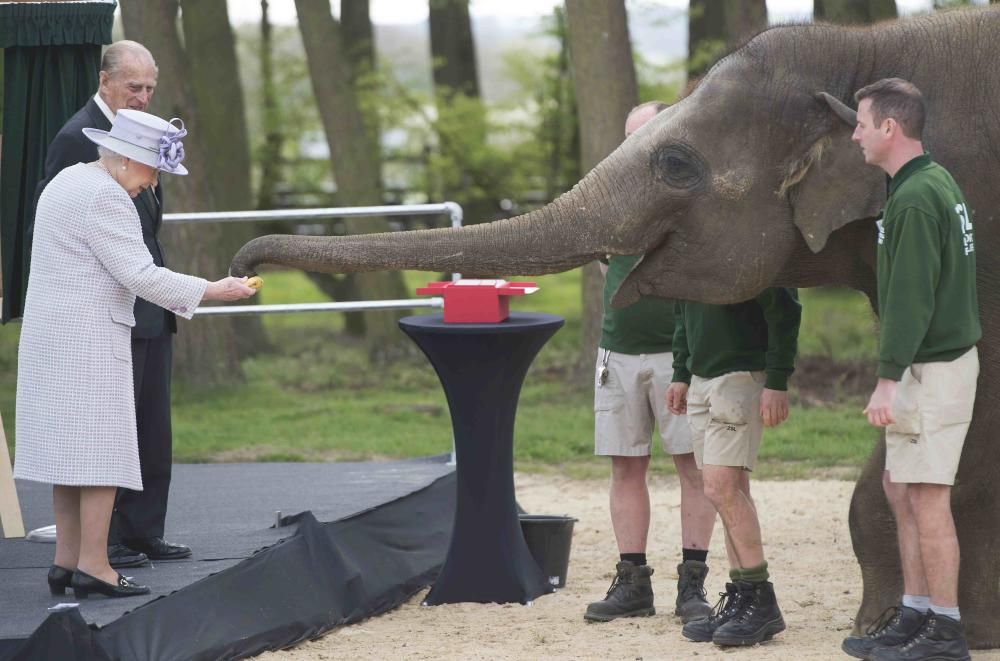 Isabel de Inglaterra da de comer a un elefante en un centro de cuidado de Reino Unido