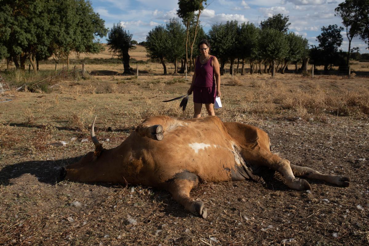 María Mulas frente a una de las dos vacas que ha perdido