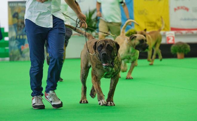 Monográfico Presa Canario