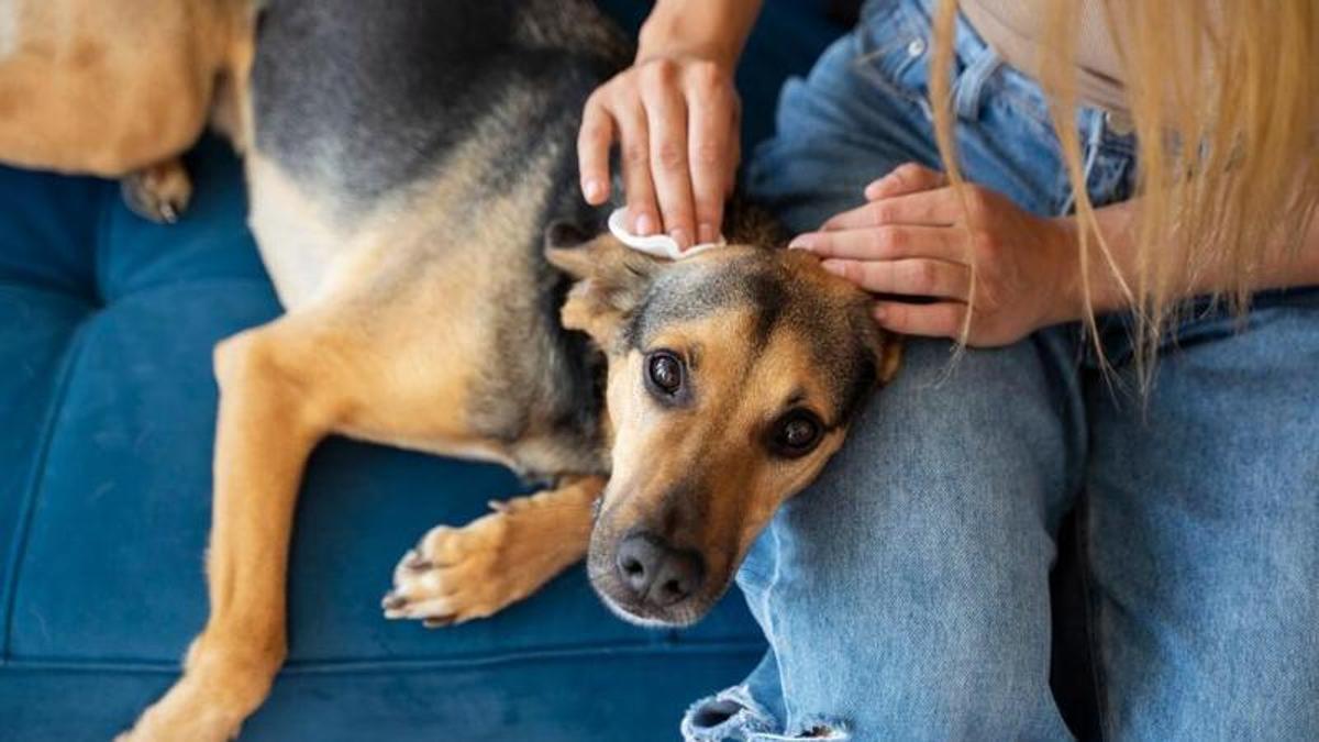 Revisar la mascota és fonamental per evitar un mal major