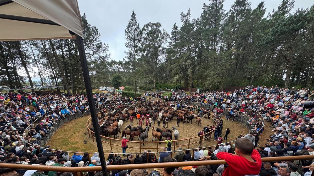 A Rapa das Bestas regresa este fin de semana al Monte Acibal con la tradicional Baixa das Bestas de Amil