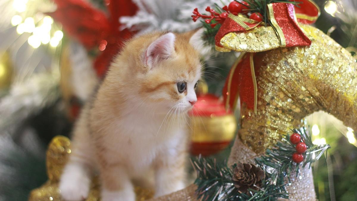 Un gato con adornos navideños