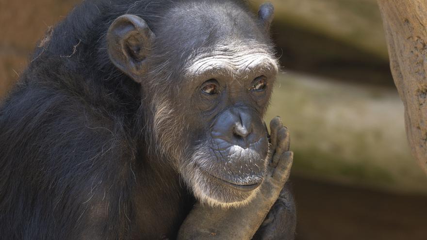 Julieta, la chimpancé que vive en Bioparc Fuengirola.