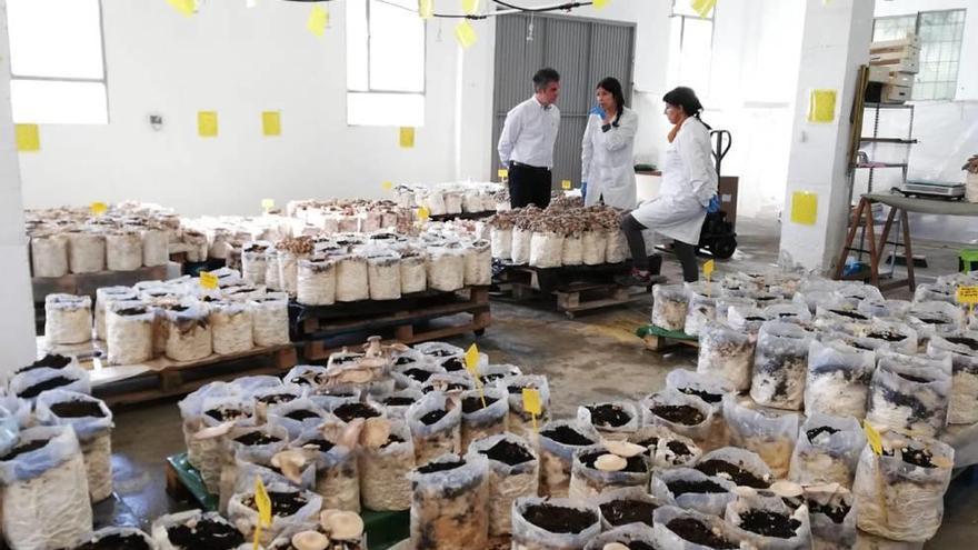 Miguel Ángel del Amor visitó ayer la única empresa dedicada al cultivo de setas de cardo.