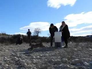 La Región continúa con la reintroducción del lince con la suelta de otros tres ejemplares