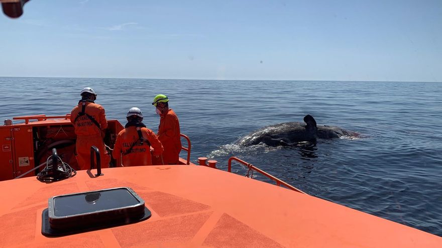 Un pesquero localiza un cachalote muerto de 12 metros cerca de la isla de Tabarca