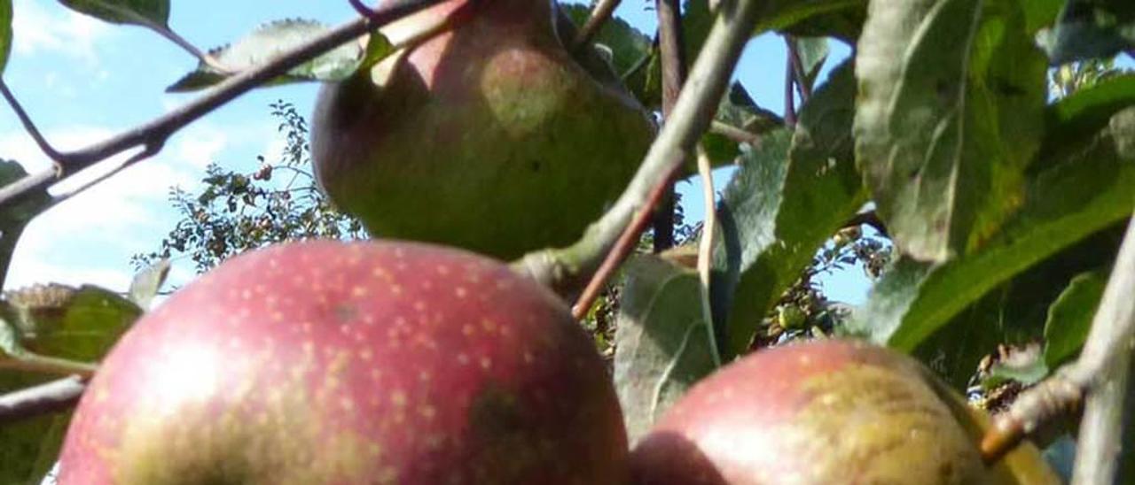 Armando Blanco descarga manzana recogida en una de las pomaradas que lleva Paco Foncueva en el concejo de Siero; arriba, detalle de la fruta en el árbol.