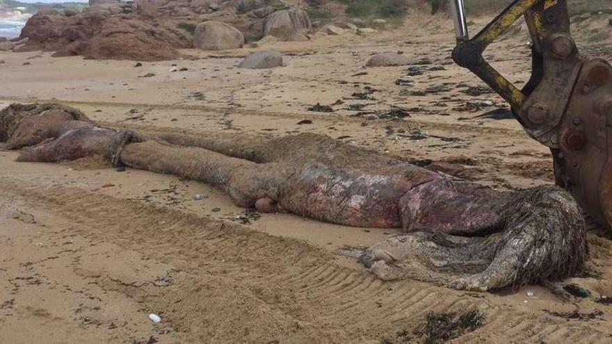 Momento en que se procedía a la retirada de los restos del cachalote que apareció muerto sobre la playa de A Lanzada. // Muñiz