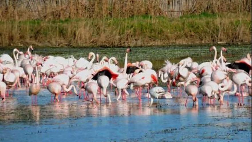 La Comisión Europea señala a l&#039;Albufera como ejemplo  de mala gestión hídrica