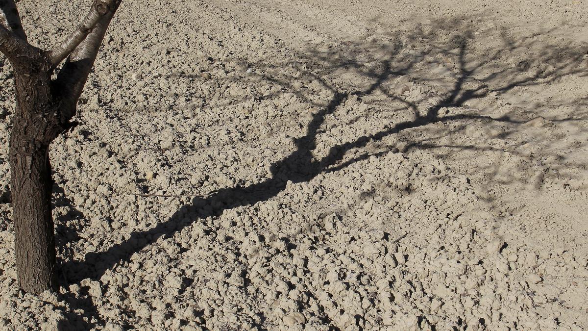 Sombra de un almendro sobre el suelo reseco de un campo