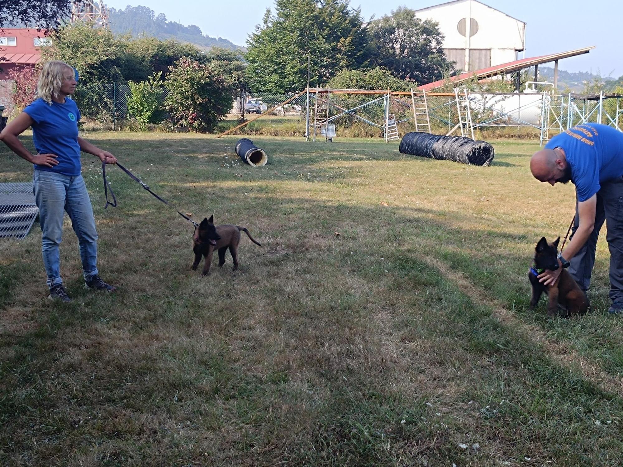 Así entrenan los nuevos integrantes de la Unidad Canina de Rescate del Principado